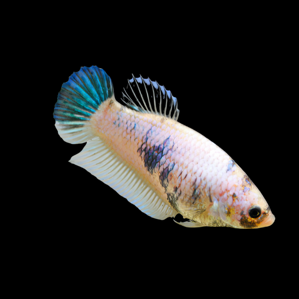 Plakat Betta Female White Base 3cm - Real Aquatics