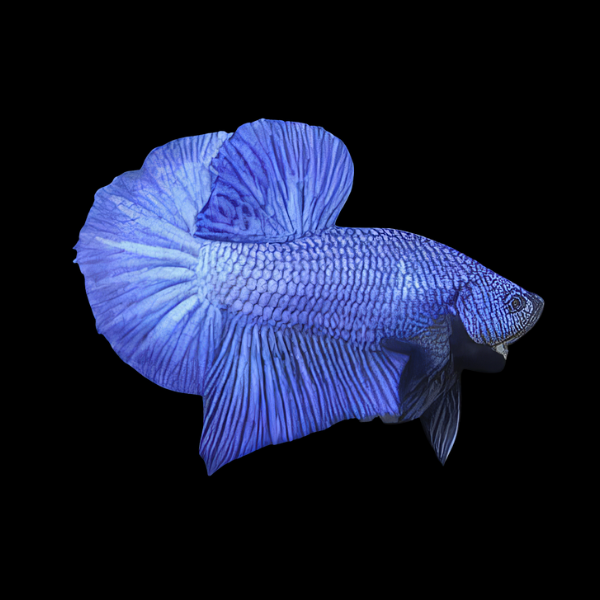 Plakat Betta Male Blue 3cm - Real Aquatics