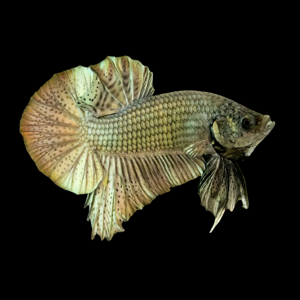 Plakat Betta Male Copper 3cm - Real Aquatics