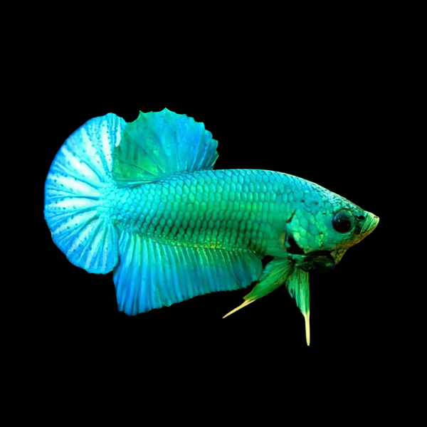 Plakat Betta Male Green Base 3cm - Real Aquatics