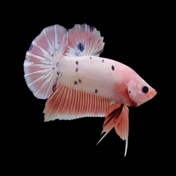 Plakat Betta Male Pink Base 3cm - Real Aquatics