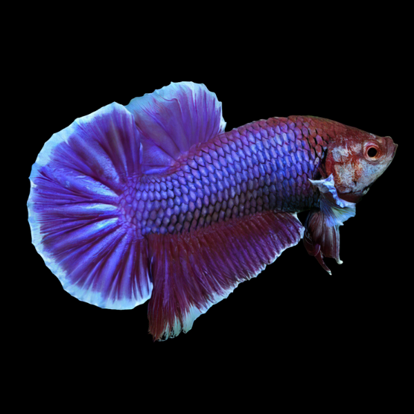 Plakat Betta Male Purple Base 3cm - Real Aquatics