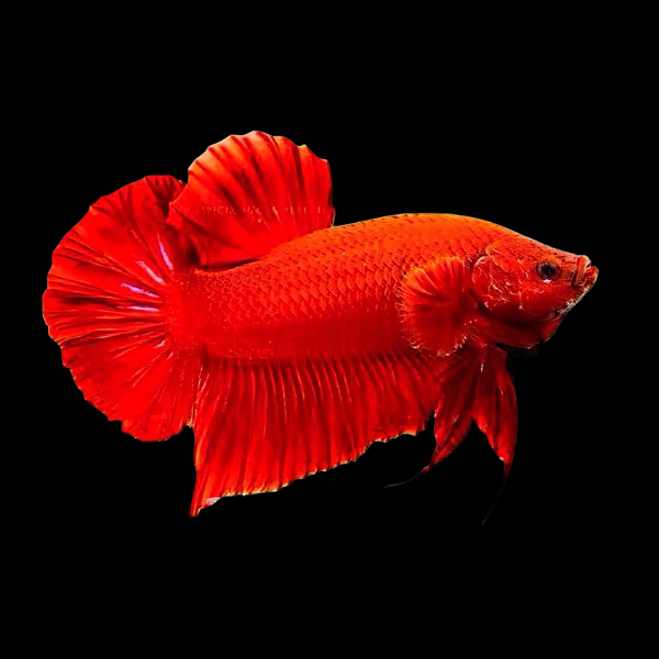 Plakat Betta Male Red 3cm - Real Aquatics