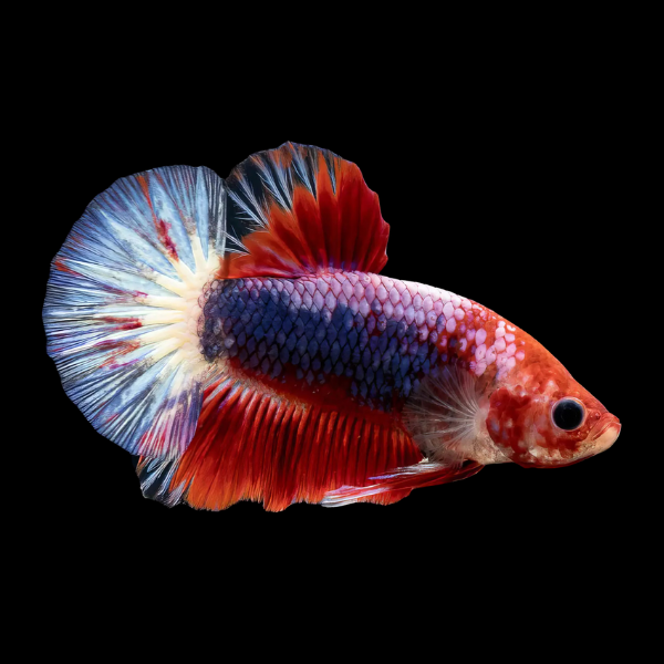 Plakat Betta Male Tri Colour 3cm - Real Aquatics