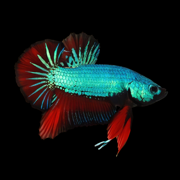 Plakat Betta Male Turquoise Base 3cm - Real Aquatics