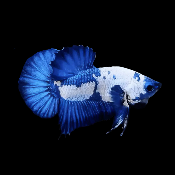 Plakat Betta Male White Base 3cm - Real Aquatics