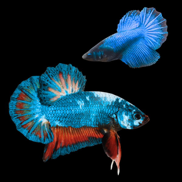 Plakat Betta Pair Male & Female Blue Base 3cm - Real Aquatics
