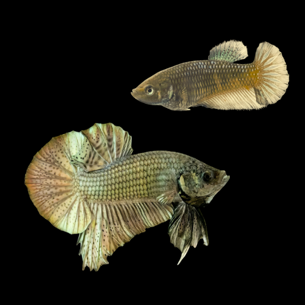 Plakat Betta Pair Male & Female Copper 3cm - Real Aquatics