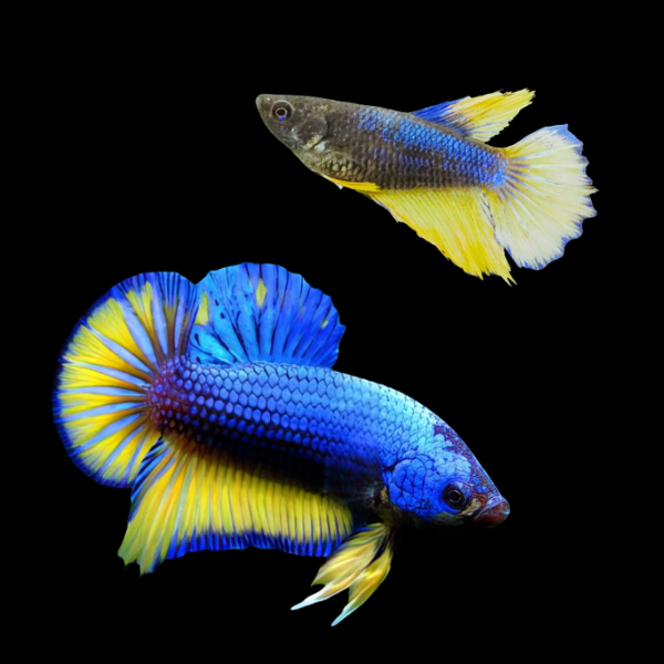 Plakat Betta Pair Male & Female Mustard Gas 3cm - Real Aquatics