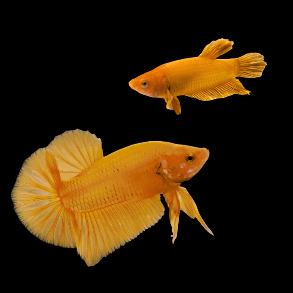 Plakat Betta Pair Male & Female Orange Base 3cm - Real Aquatics
