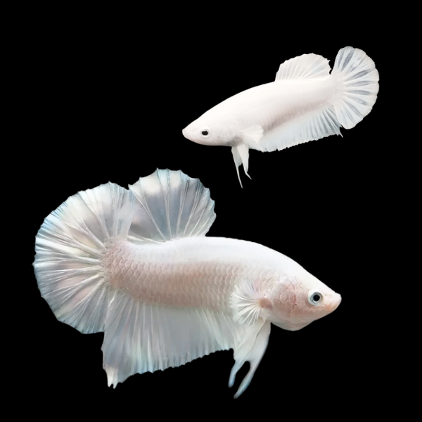 Plakat Betta Pair Male & Female Platinum 3cm - Real Aquatics