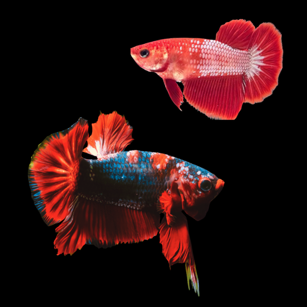 Plakat Betta Pair Male & Female Red Base 3cm - Real Aquatics
