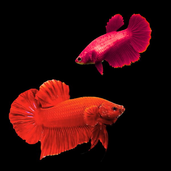 Plakat Betta Pair Male & Female Red 3cm - Real Aquatics