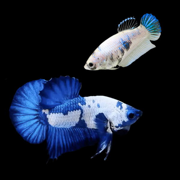 Plakat Betta Pair Male & Female White Base 3cm - Real Aquatics