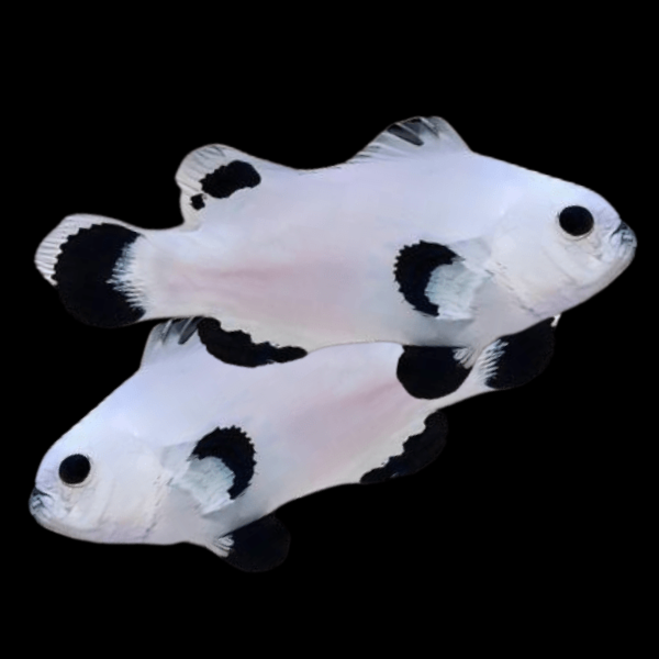 Plasma Storm Clownfish Amphiprion Ocellaris Pair - Real Aquatics
