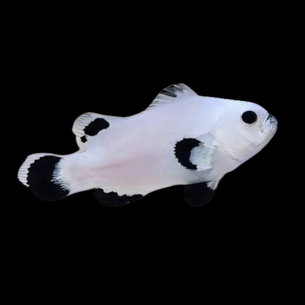 Plasma Storm Clownfish Amphiprion Ocellaris - Real Aquatics