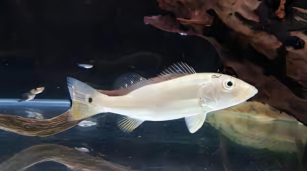 Platinum Peacock Bass 12cm - Real Aquatics