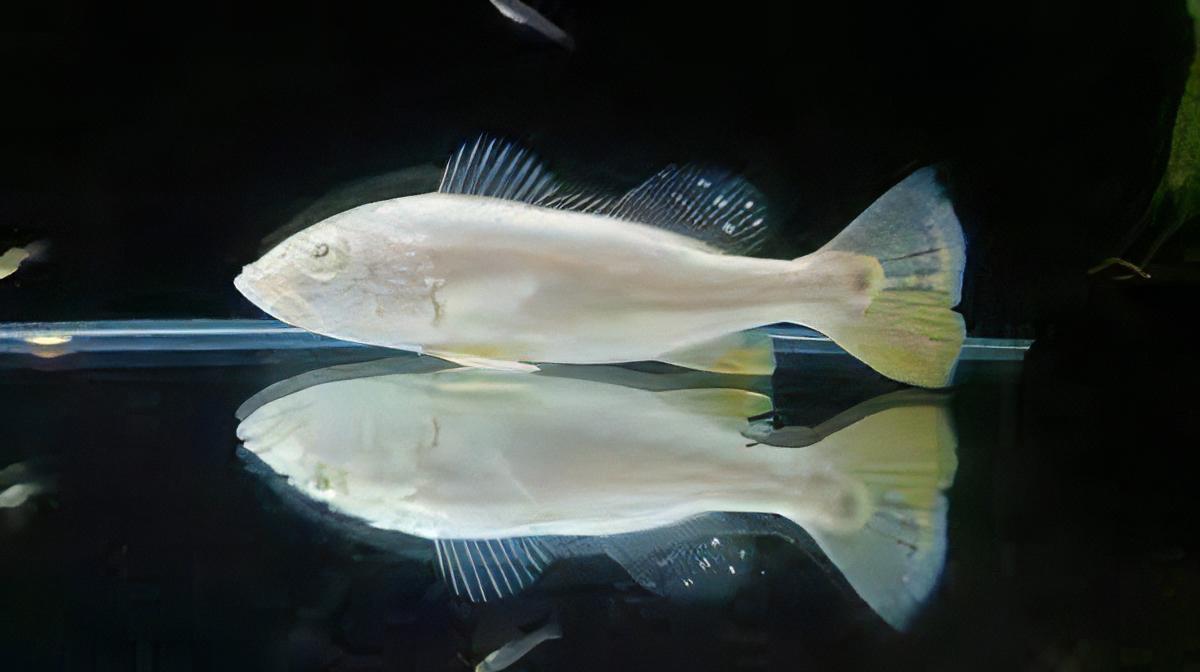 Platinum Peacock Bass 12cm - Real Aquatics