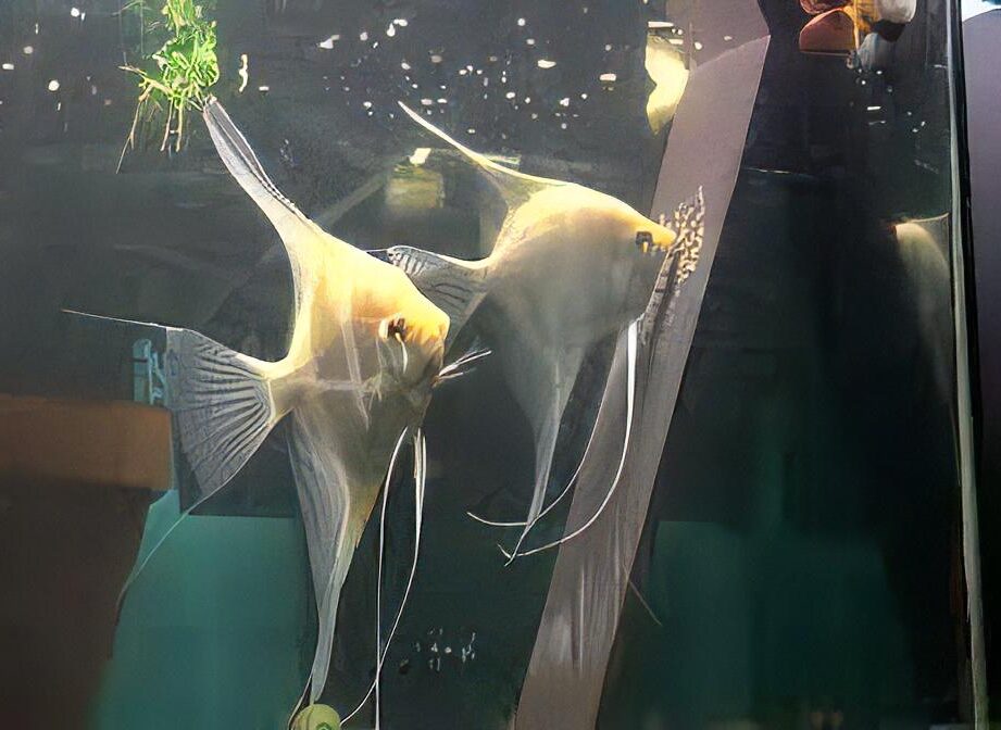 Platinum Altum Angelfish Pterophyllum 4cm - Real Aquatics
