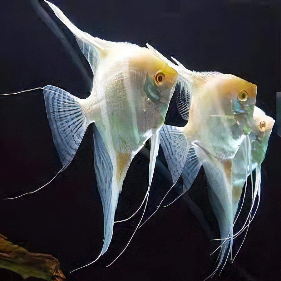 Platinum Altum Angelfish Pterophyllum 4cm - Real Aquatics