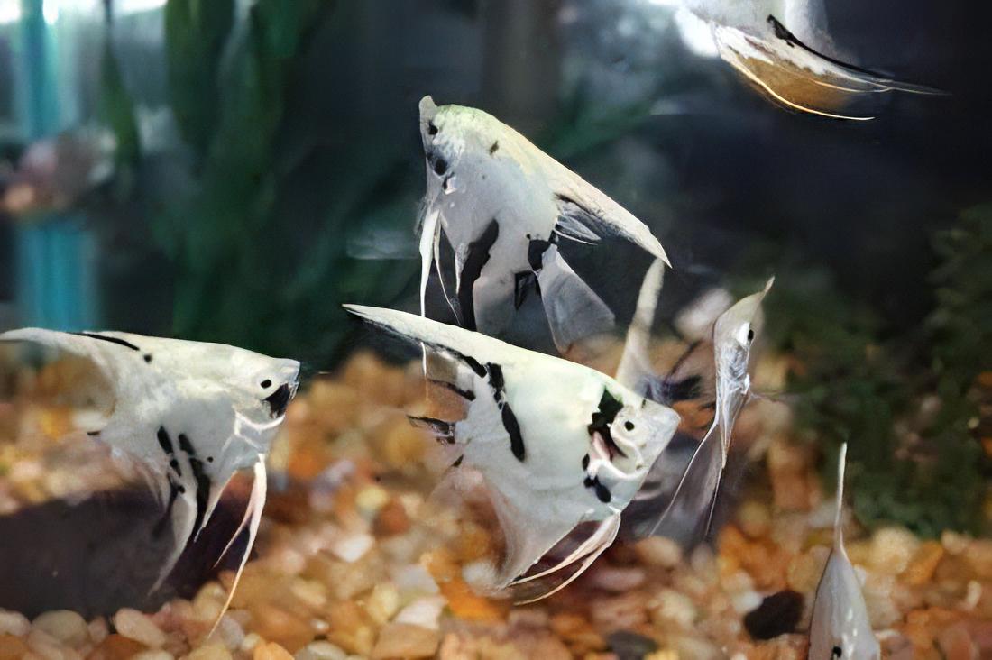 Platinum Marbled Angelfish Pterophyllum Scalare 5cm - Real Aquatics