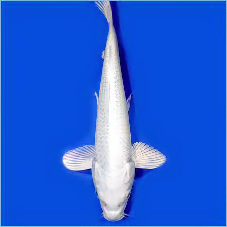Platinum Japanese Koi Carp Cyprinus Carpio - Real Aquatics