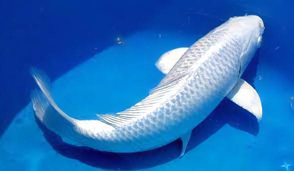 Platinum Japanese Koi Carp Cyprinus Carpio - Real Aquatics