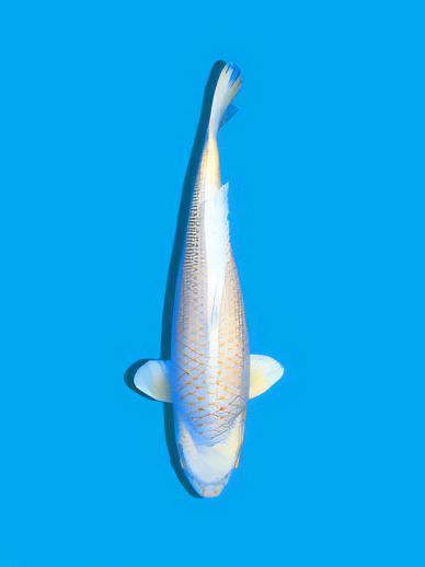 Platinum Grade A Koi Carp Cyprinus Carpio - Real Aquatics