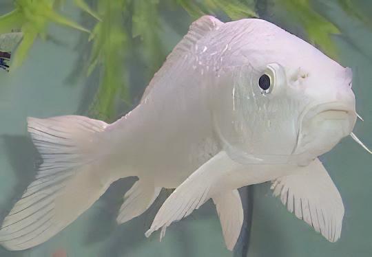 Platinum Japanese Koi Carp Cyprinus Carpio - Real Aquatics