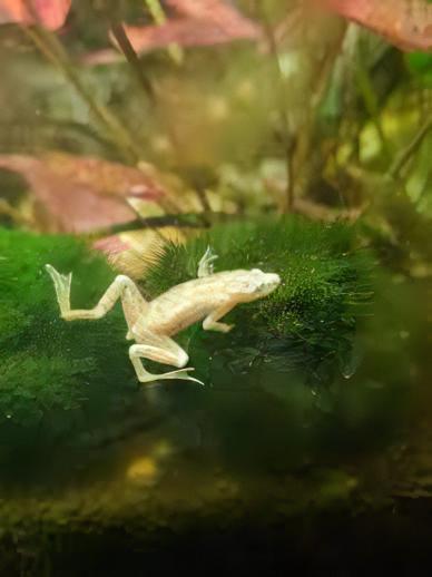 Platinum African Dwarf Frog Hymenochirus Boettgeri 3cm - Real Aquatics