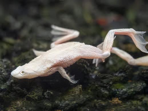Platinum African Dwarf Frog Hymenochirus Boettgeri 3cm - Real Aquatics