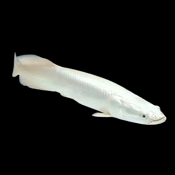 Platinum Arapaima Gigas 15cm - Real Aquatics