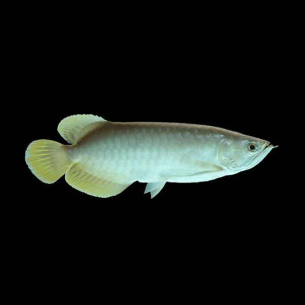 Platinum Asian Arowana Scleropages Formosus 20cm - Real Aquatics