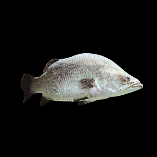 Platinum Barramundi Grouper Lates Calcarifer 30cm - Real Aquatics