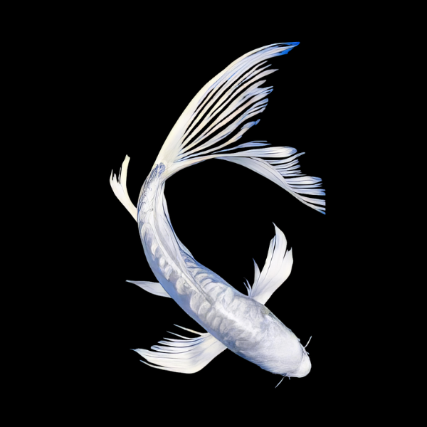 Platinum Butterfly Japanese Koi Carp Cyprinus Carpio - Real Aquatics