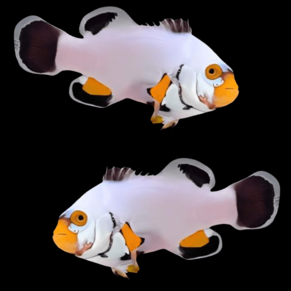 Platinum Clownfish Amphiprion Percula Pair - Real Aquatics