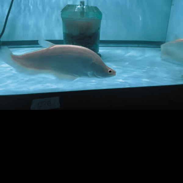 Platinum Clown Knife Fish Chitala Blanci 15cm - Real Aquatics