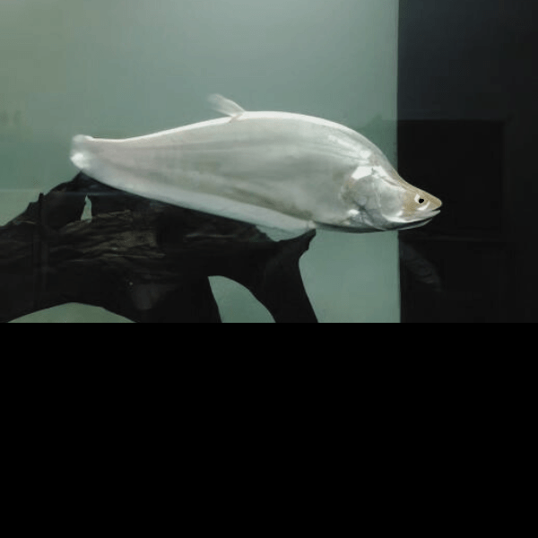 Platinum Clown Knife Fish Chitala Blanci 15cm - Real Aquatics