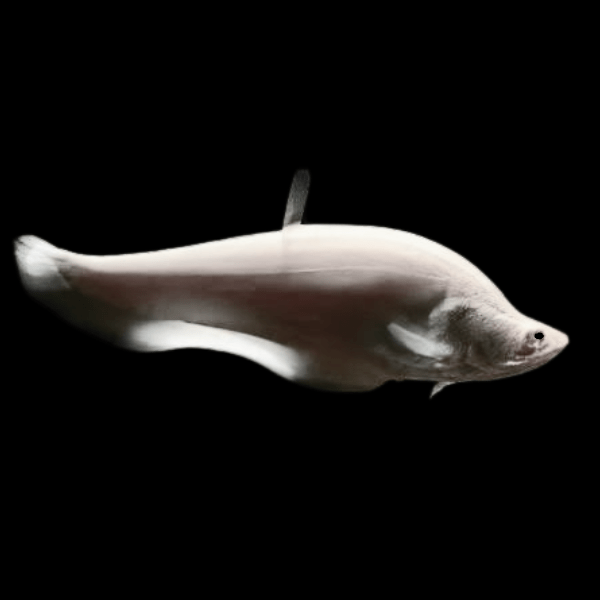 Platinum Clown Knife Fish Chitala Blanci 15cm - Real Aquatics