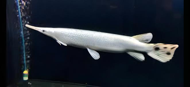 Platinum Florida Spotted Gar Lepisosteus Platyrhincus 15cm - Real Aquatics