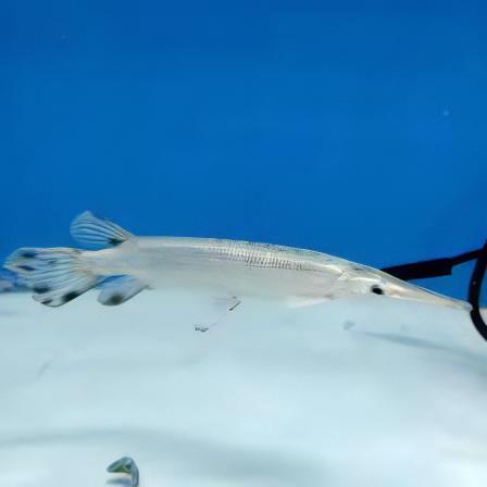 Platinum Florida Spotted Gar Lepisosteus Platyrhincus 15cm - Real Aquatics