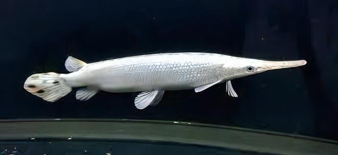 Platinum Florida Spotted Gar Lepisosteus Platyrhincus 15cm - Real Aquatics