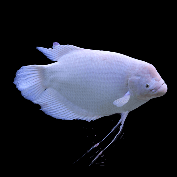 Platinum Giant Gourami Giant Osphronemus Goramy 10cm - Real Aquatics