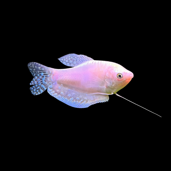 Platinum Gold Gourami Trichopodus Trichopterus - 5cm - Real Aquatics