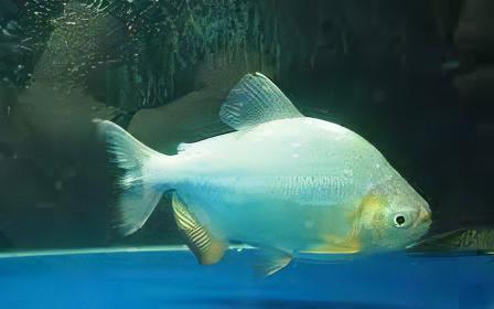 Platinum Pacu Albino Piaractus Brachypomus 5cm - Real Aquatics