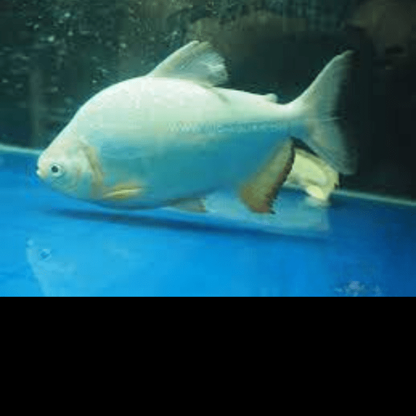 Platinum Pacu Albino Piaractus Brachypomus 5cm - Real Aquatics