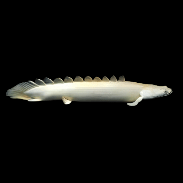 Platinum Senegal Bichir Polypterus Senegalus 10cm - Real Aquatics