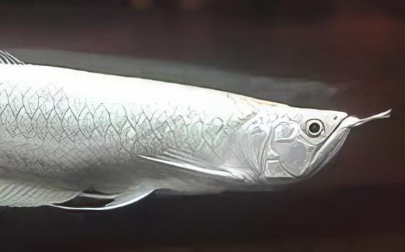Platinum Silver Arowana Osteoglossum Bicirrhosum 40cm - Real Aquatics