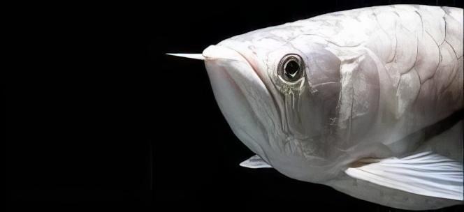 Platinum Silver Arowana Osteoglossum Bicirrhosum 10cm - Real Aquatics