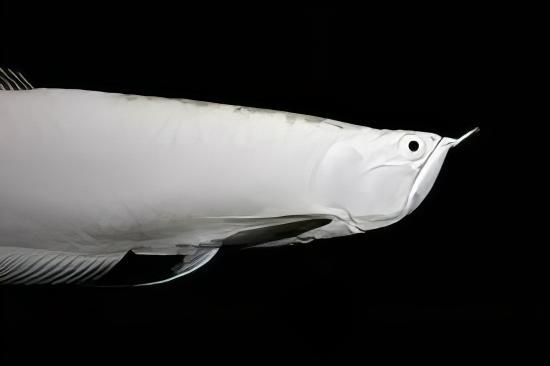 Platinum Silver Arowana Osteoglossum Bicirrhosum 10cm - Real Aquatics